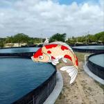 0.2mm-3mm Thickness Geomembrane Liners for Aquaculture Ponds Industrial Design