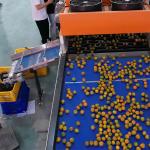 380V Intelligent Kumquat Sorting Machine 99.9% Accurate