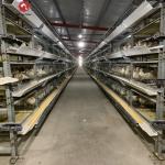 30000 Birds Hot Dip Galvanized Steel H Type Battery Cages For Broiler Chicken
