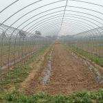 High Tunnel Agricultural Greenhouse for Tomato Cultivation Single Layer Film