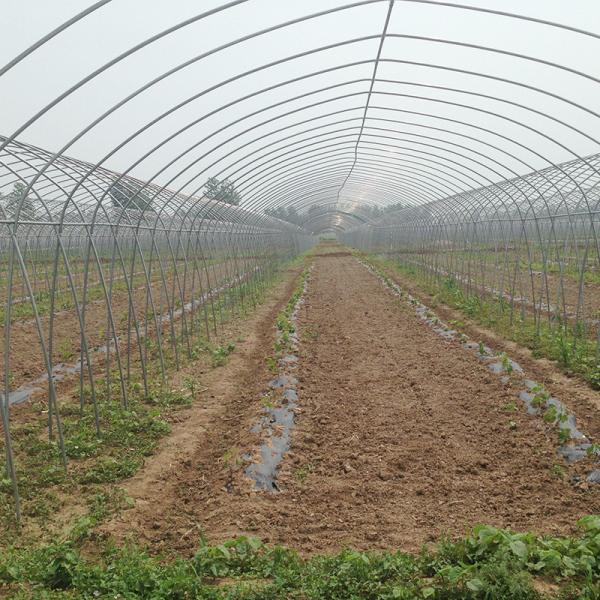 High Tunnel Agricultural Greenhouse for Tomato Cultivation Single Layer Film