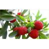 Buy cheap Bayberry bark Extract, Myrica rubra extract, CAS No: 529-44-2, natural from wholesalers