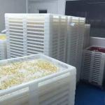 Pharmaceutical Capsule Softgel Encapsulation Machine For Fish Oil Softgel 120000