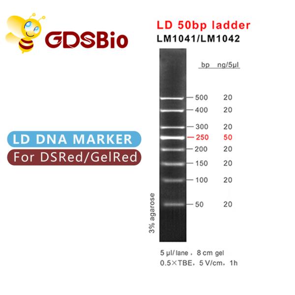 LM1041 GDSBio LD 50bp Gel Electrophoresis Marker Ladder
