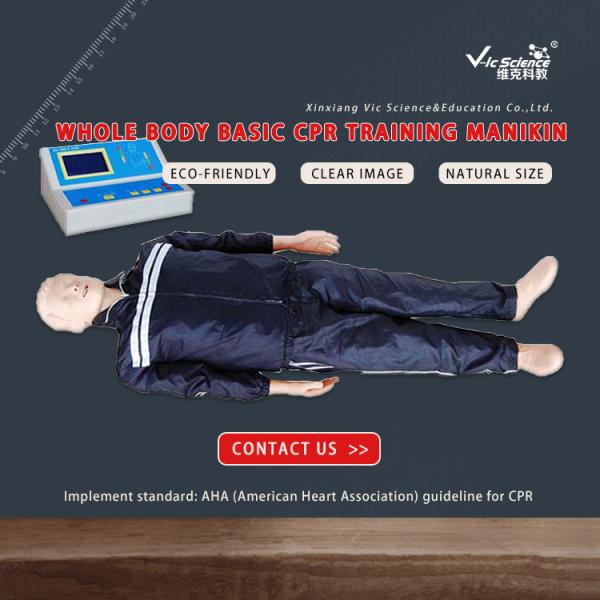 Durable Whole Body Basic CPR Training Manikins Model For Medical Science