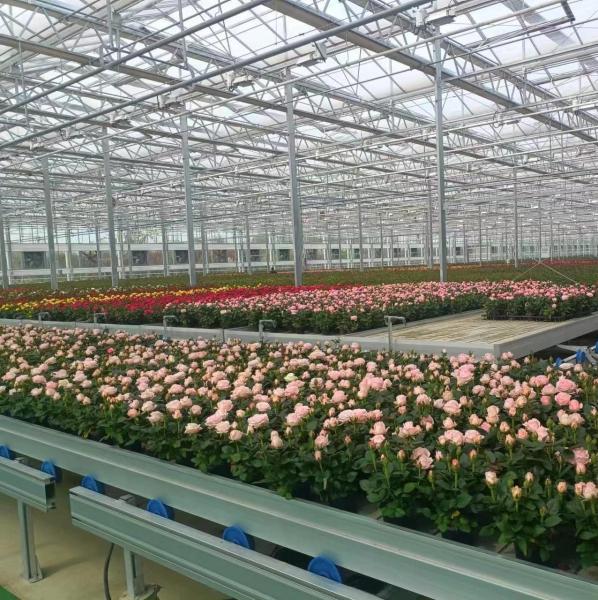Arched Roof Construction Double-Arch Greenhouse for Tomato and Pepper in US