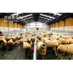Metal Building Steel Structure Customized For Cattle Cow Shed / Sheep Shed /