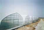 Cucumber Plant Single Tunnel Greenhouse Cover Material Plastic Film 0.12 / 0.15