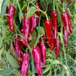 Granule Dried Guajillo Chili Single Herb Dehydrated Spicy Red Paprika