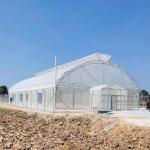 Umbrella Galvanized Greenhouse Frames Single Span Tropical Tunnel Automatic Vent