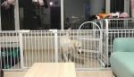 New Children's Fence Baby Room Slam Gate Child Safety Gate Fence Quick and Easy