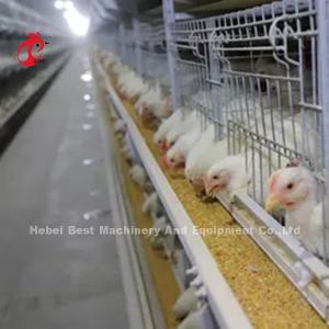 Wholesale 96 Birds / 128 Birds Broiler Cage System A Type Or H Type In African Market Iris from china suppliers