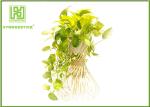 Handled Natural Bamboo Flower Pots For Green Garden Plants Customized Shape