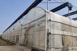 Multi Span Film Vegetables Greenhouse In Hot Climate With Sprinkler Irrigation