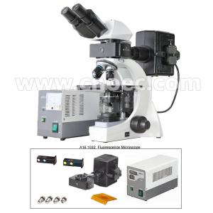 Wholesale Infinite Binocular Fluorescence Microscope 3W LED Lamp B and G Filter A16.1032 from china suppliers