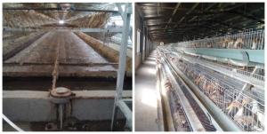 Wholesale High Productivity Layer Farming Cage , Low Disease rate Wire Poultry Cages from china suppliers