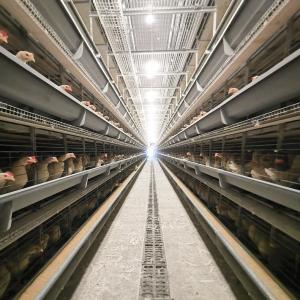 Wholesale Modern Poultry Cage Automatic Layer And Broiler 3 Tiers 4 Tiers H A Type Battery Poultry Chicken Cage from china suppliers