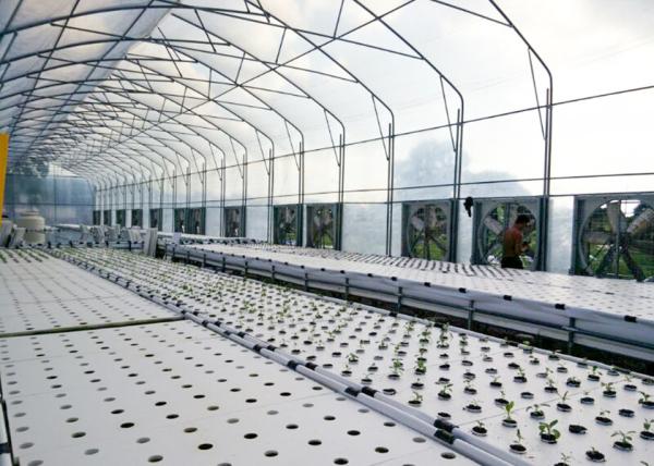 Quick Growing DWC Hydroponics System Perfect Commercial For Fast Harvest