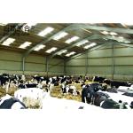 Customizable Steel Structure for Dairy Farming Hot Dip Galvanised and Paint