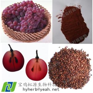 China Best Grape Seed Extract OPC 95% on sale
