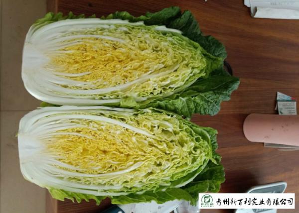 Healthy All Season Cabbage , Chinese Green Cabbage No Putrefaction For Salad