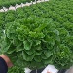 JX-A0078 Large Film Solar Greenhouses Steel Structure Single Span Tunnel