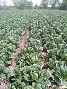 Wholesale No Pesticide Fresh Chinese Cabbage Grows In Village Without Pollution from china suppliers