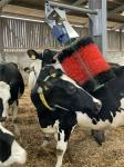 Zhenda Blue Electric Cow Farm Equipment Cow And Cattle Body Brush