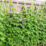 Fiberglass FRP Pultruded Fiberglass Rod Plant Support Stake For Nursery Tree