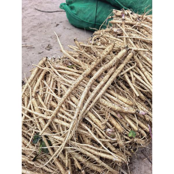 Natural Cultivation Adenophora Root and Adenophora Stricta Miq China Herbs for Nourishing and Dispelling with ISO9001 Certification