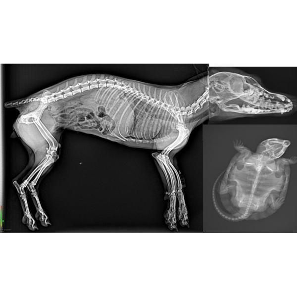 Portable 4KW Analogue Veterinary X Ray Machine For Cats / Dogs / Horses And Human