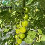 Customized JX-Glass Green House 2023 Juxiang Agriculture Equipment with Cooling