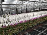 Side Height 2-6m PC Sheet Greenhouse / Clear Polycarbonate Greenhouse For Flower