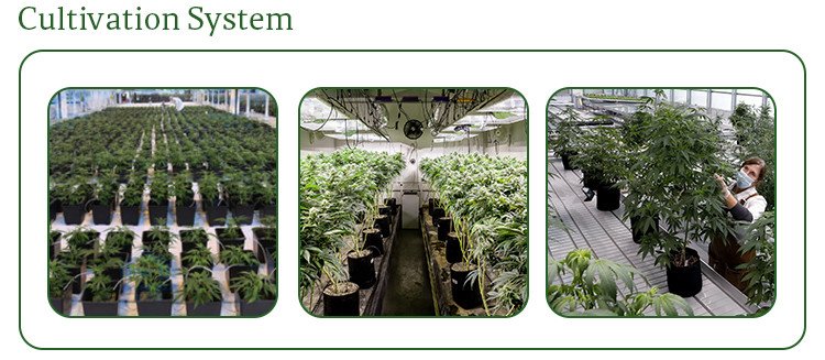 Automatic Ventilation System Blackout Greenhouse With LED Light Deprivation