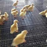 Chinese Design Style Biaxial Geogrid Fence for Chicken Roadbed Roadbed Load