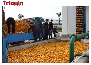 Wholesale Fresh Orange Juice Processing Equipment , Fruit Juice Making Machine With Fruit Grading from china suppliers