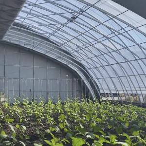 Wholesale Customizable Vegetable Film Hydroponics Greenhouse System for Multi-Span Efficiency from china suppliers