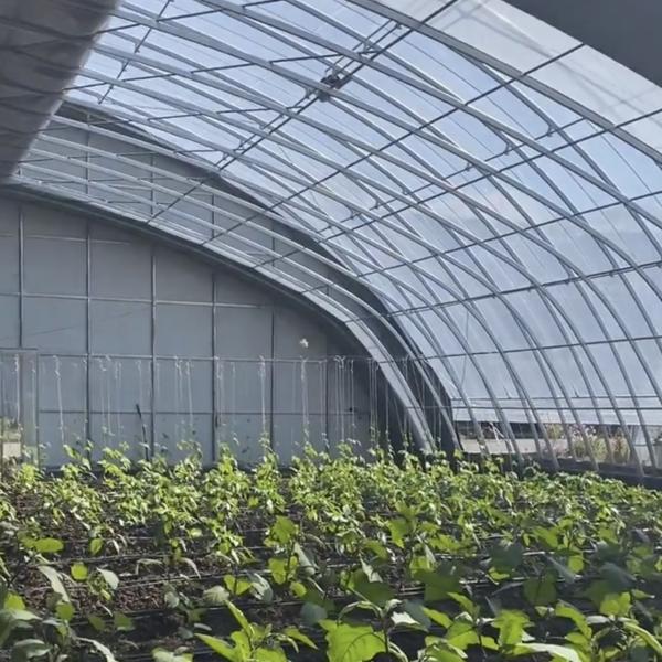 Customizable Vegetable Film Hydroponics Greenhouse System for Multi-Span