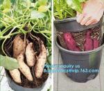 Tomato Potato Carrot Onion Peanut Growing Pot Garden Planter Pot,PP potato grow