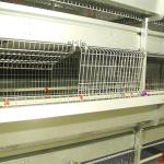 4 Tier 195CM Baby Chick Cage A Type Galvanized Q235 Steel Material Durable