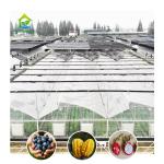 Tropical Top Ventilation Sawtooth Multi-span Plastic Film Custom Greenhouse