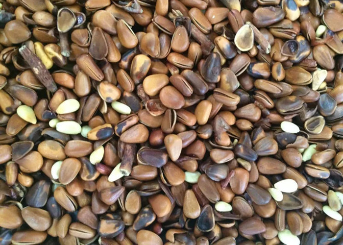 1 Channels Nut Peanut Color Sorter Machine For Seperating Pine Nut Kernels