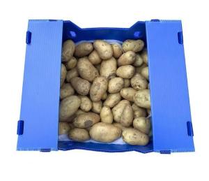 Wholesale Plastic Turnover Box PP Corrugated Sheet Hollow Fruits And Vegetables Moving Container from china suppliers