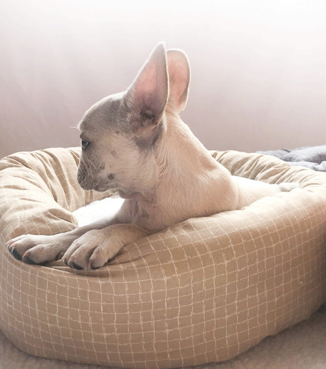 comfy cat bed