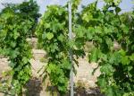 Sliver White Vineyard Trellis Stakes , Q235 Steel Orchard Post 1.2m-2.4m Length