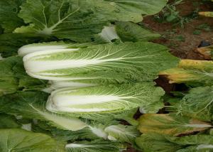 Wholesale Clean Surface Organic Chinese Cabbage , Healthy Chinese Round Cabbage from china suppliers
