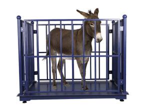 Wholesale KELI LCD Cattle Weighing Scales Carbon Steel With Locks from china suppliers
