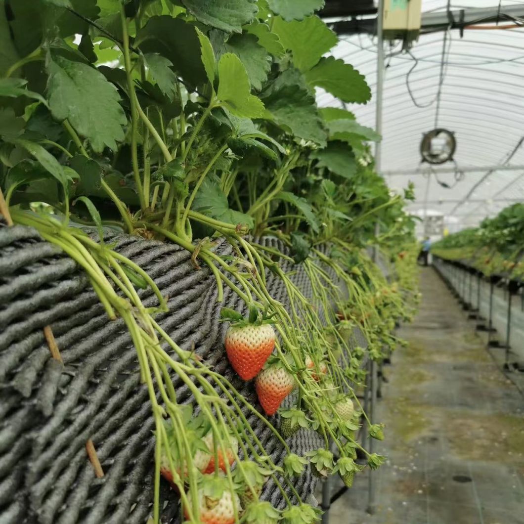 Multi-Span Film Greenhouse with Shading System for Grass Planting and Flowers