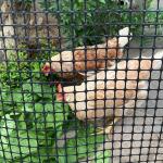 Chinese Design Style Biaxial Geogrid Fence for Chicken Roadbed Roadbed Load