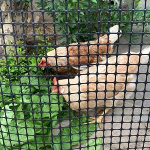 Wholesale CE/ISO9001 Certified Chicken and Goose Breeding Fence with Reinforced Biaxial Geogrid from china suppliers